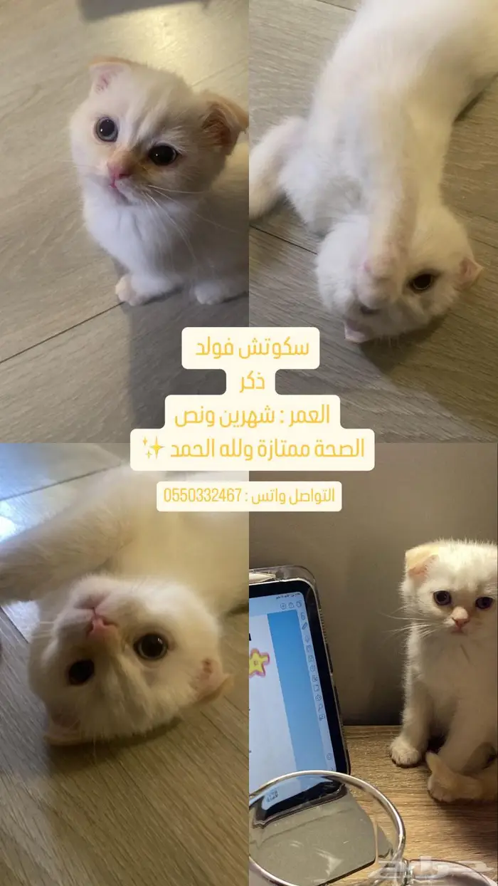 سكوتش 1