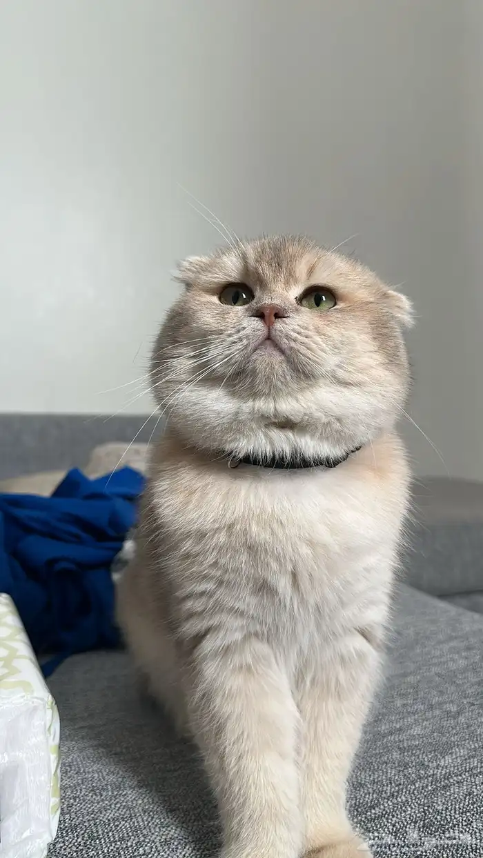 فندقة سكوتش فولد مستوى قوي جدا 0