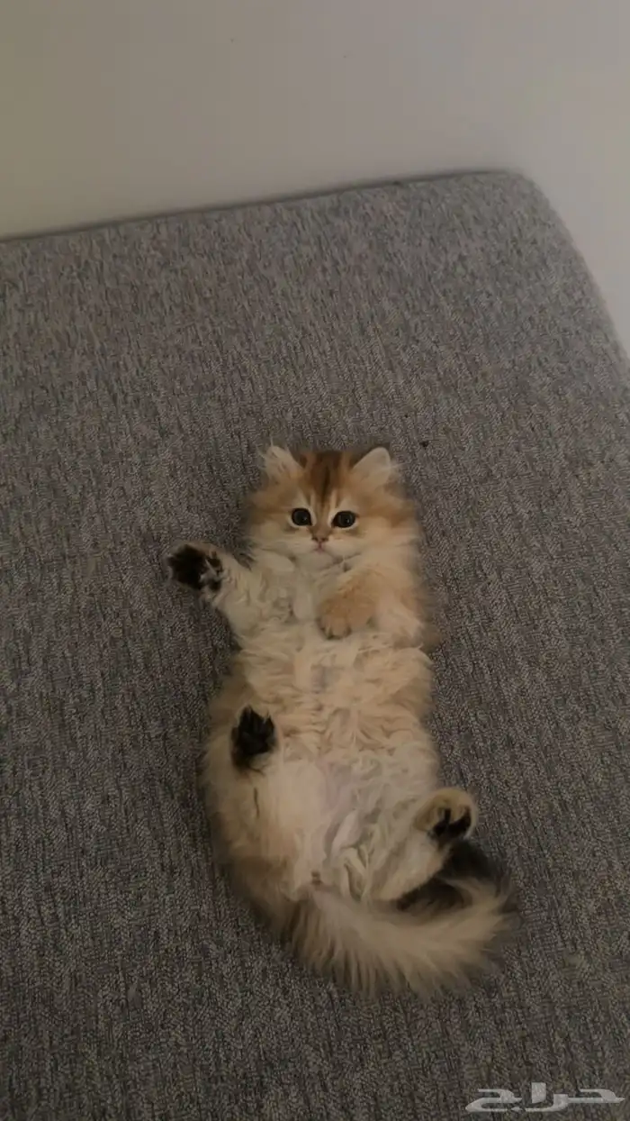 سكوتش استريت لونق هير جدا  جميلة 1