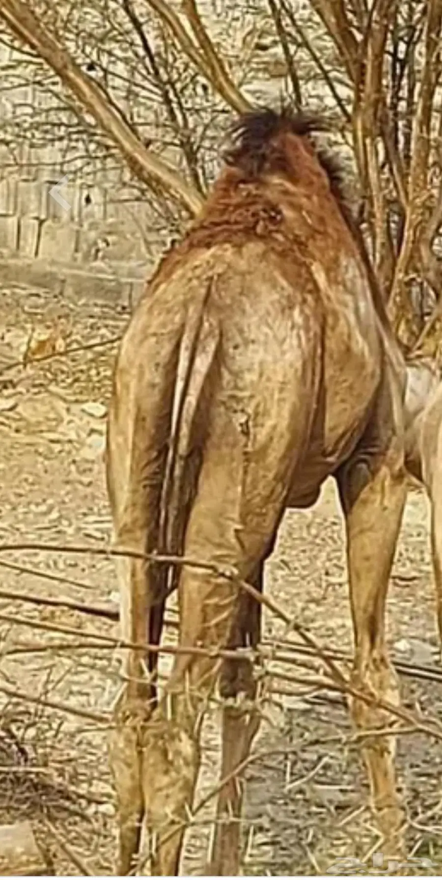 حاشي عمر 8شهر 0