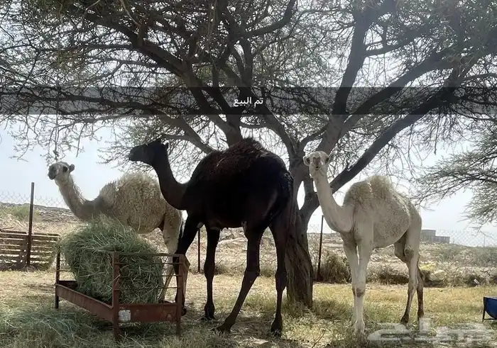 حشوان للبيع تم البيع 4