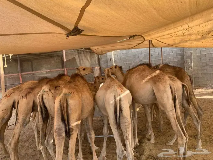 سواكن 5