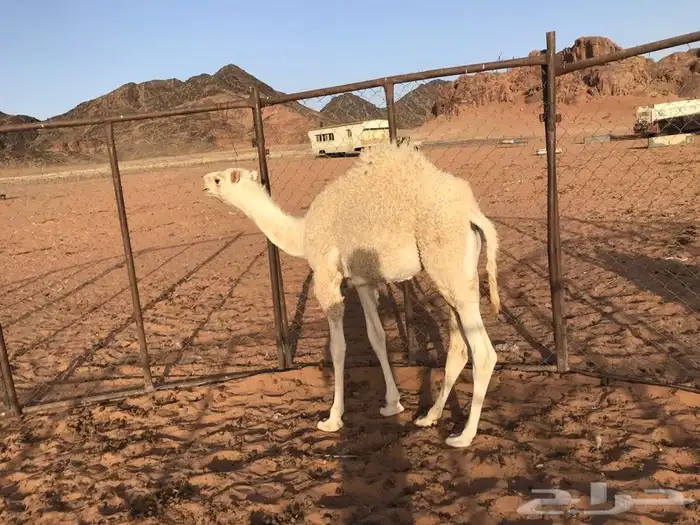 قعدان لبانيات الموقع حائل محافظة الشملي 0