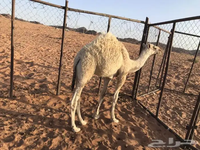 قعدان لبانيات الموقع حائل محافظة الشملي 1