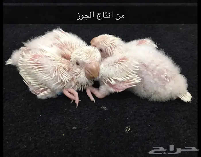 جوز كويكر البينو(تم البيع) 5