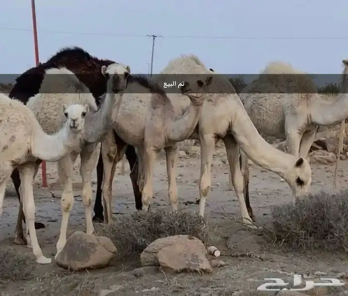 حشوان للبيع تم البيع 0