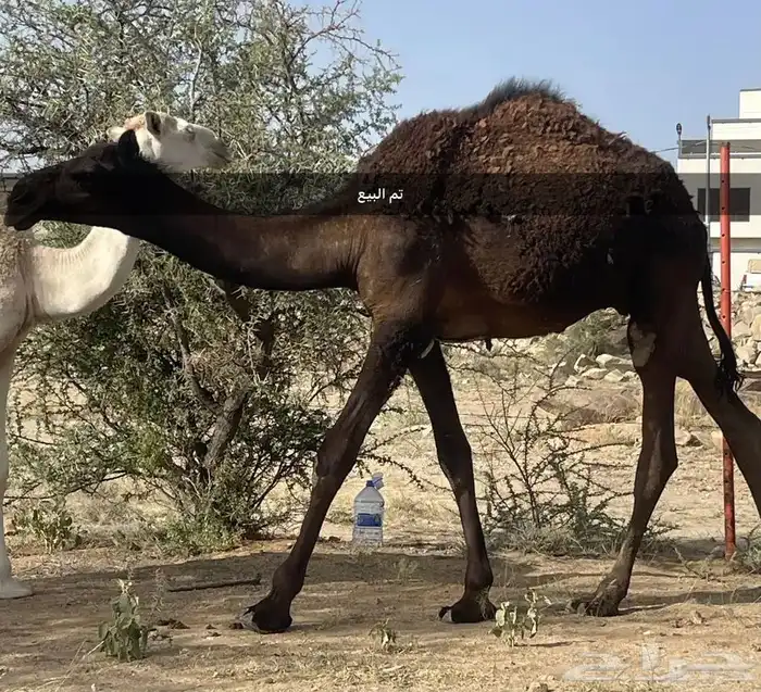حشوان للبيع تم البيع 3