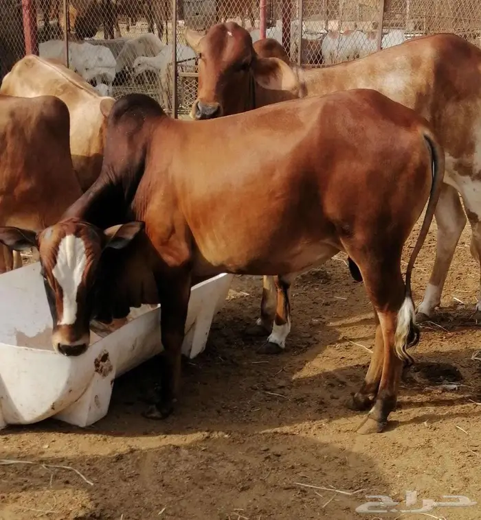 (تم البيع) حسلان او عجالة 2