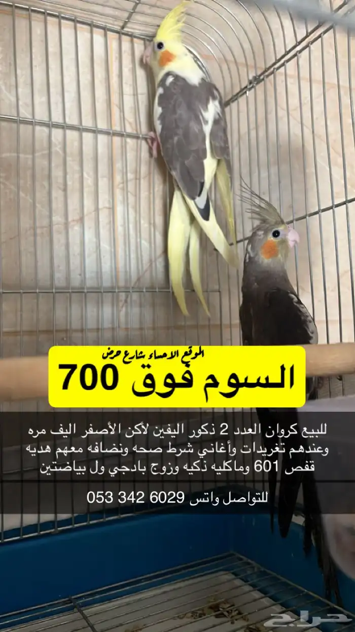 ببغاء كروان 0