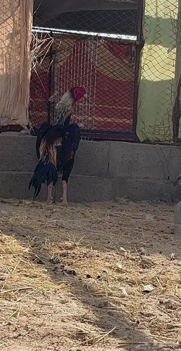 ديك شامو الماني ( تم البيع ) 0