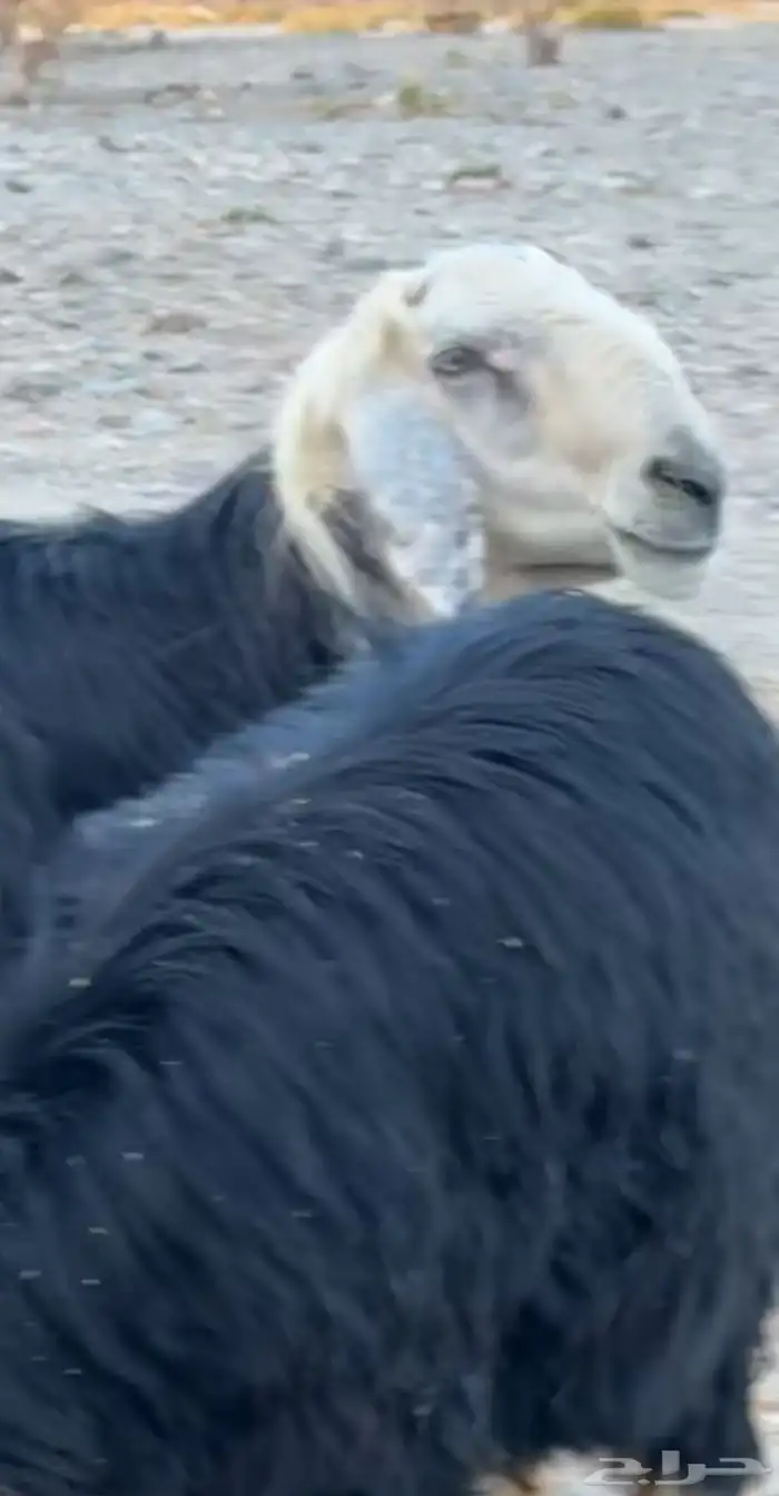 طلي فحل نجدي(تم البيع) 1