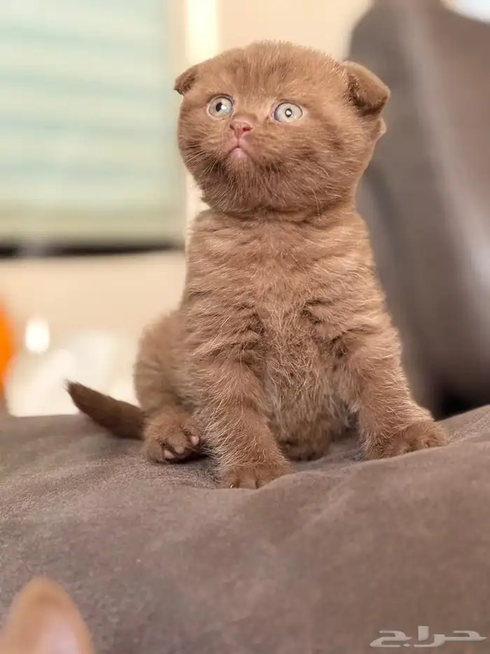 لعشاق التميز كتن سينمون ( تم البيع ) 4