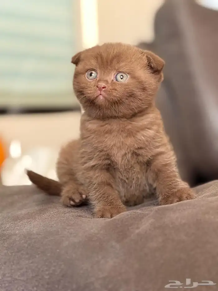 لعشاق التميز كتن سينمون ( تم البيع ) 3