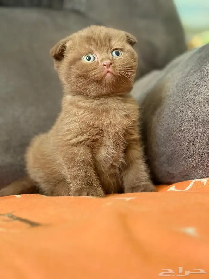 لعشاق التميز كتن سينمون ( تم البيع ) 5