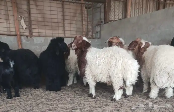 ضحايا عرب ونعيم 0
