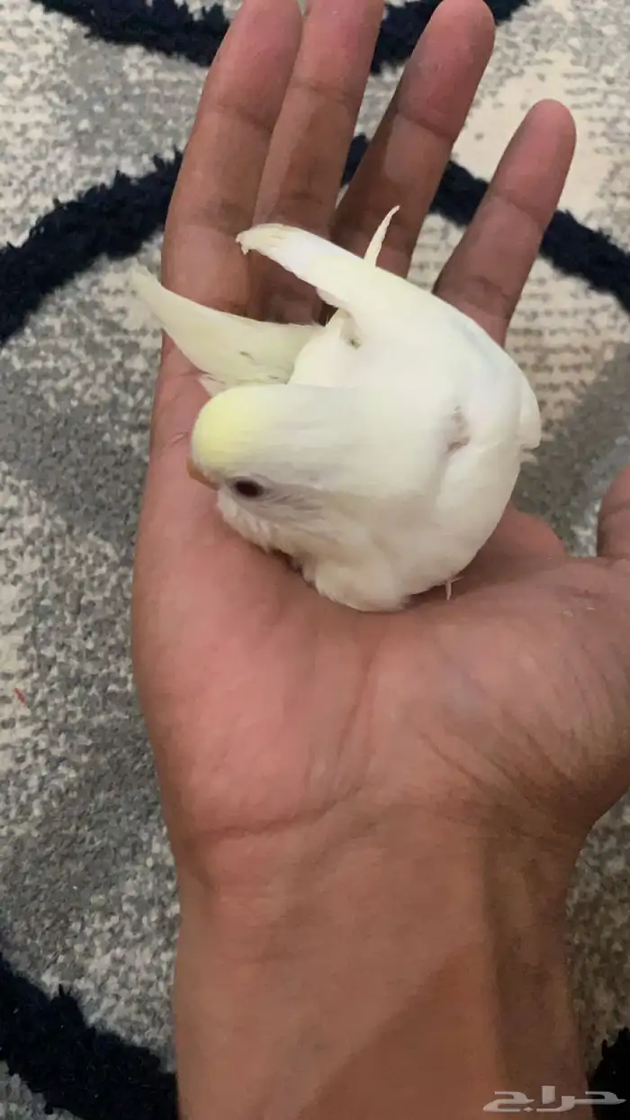 طير بادجي أليف 0