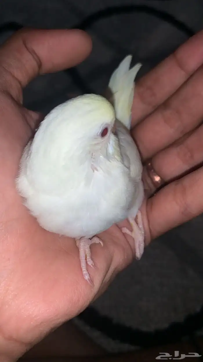 طير بادجي أليف 2