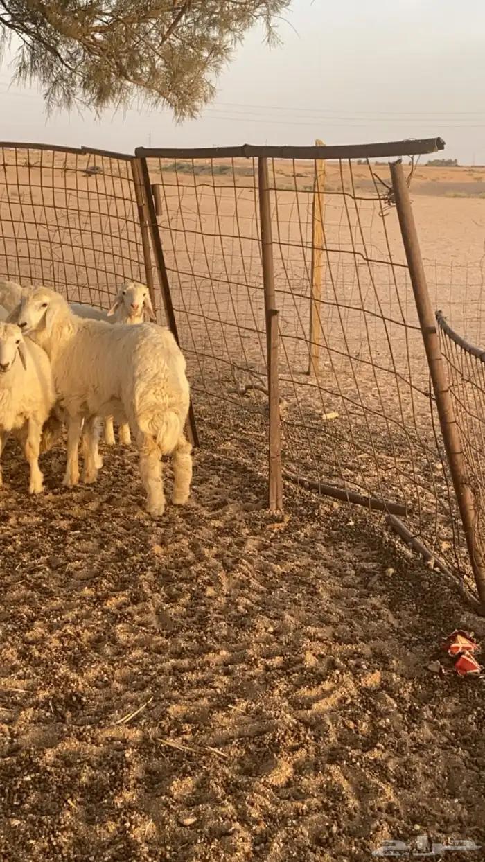 رخل طيبه ولا اعلم عن عمرها بالنسبه للضحيه 0