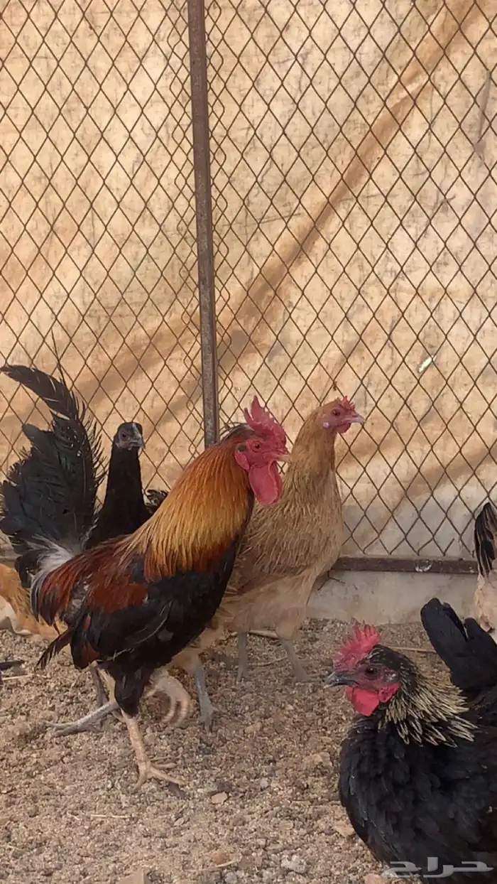 دجاج عربي اصيل ترثه فري سيافي و افرق 0