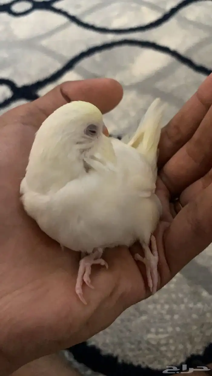 طير بادجي أليف 1