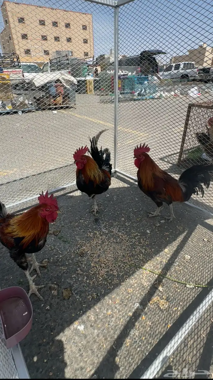 ديك عربي اصيل 3