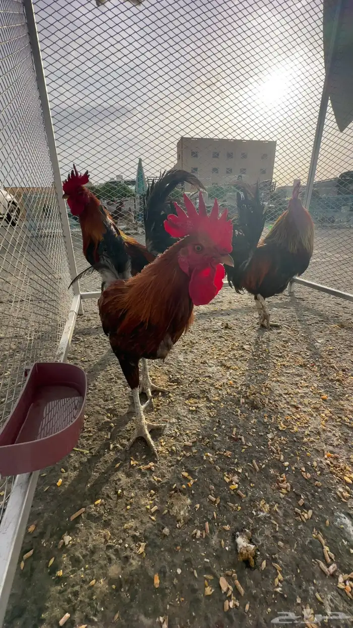 ديك عربي اصيل 4