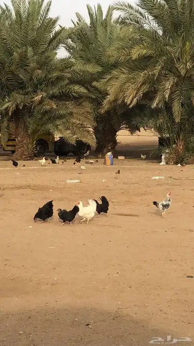 مشروع زراعي حر للبيع 3 رشاشات محورية 7