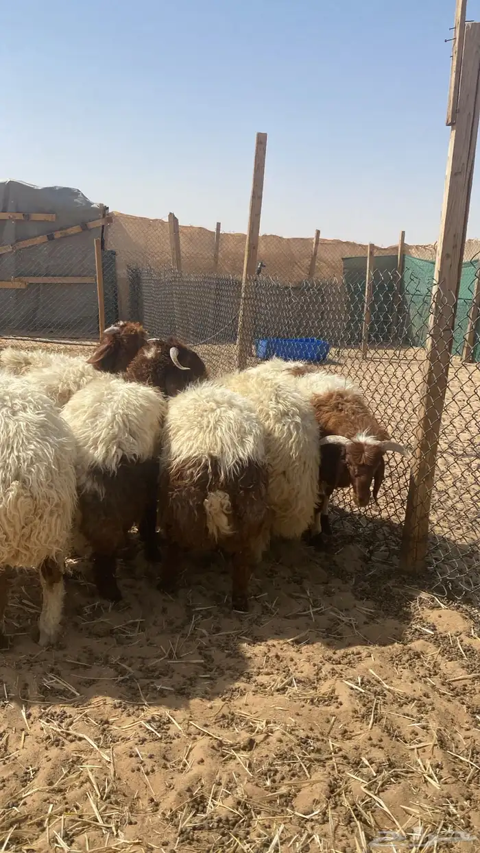 نعيم خرفان ضحياء 2
