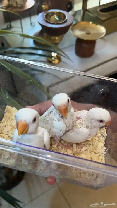فروخ روز حجم سوبر جامبو تقبل غر فرصه للي يبي يدرب هدد 1