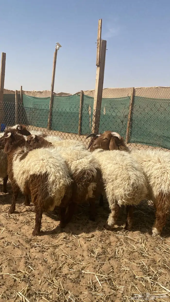 نعيم خرفان ضحياء 0
