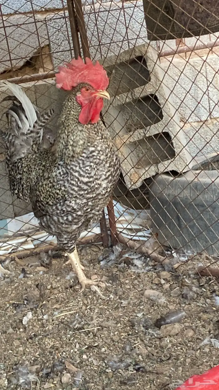 تم البيع تم البيع 1