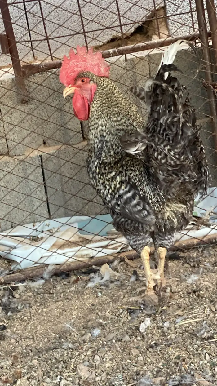 تم البيع تم البيع 2