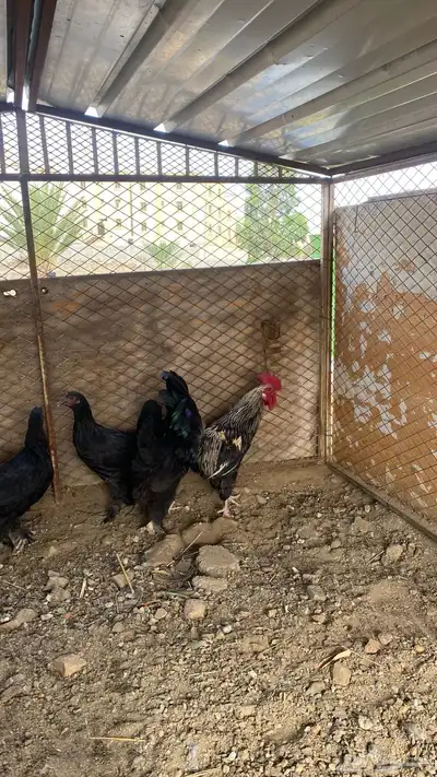 دجاج للبيع 2
