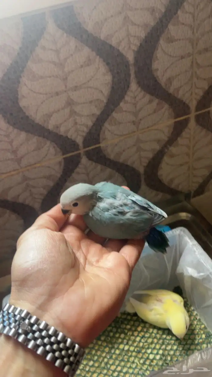 فروخ روز غر(تم البيع) 1