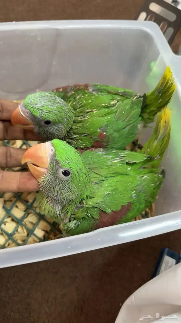 فروخ درة نيبالي 0