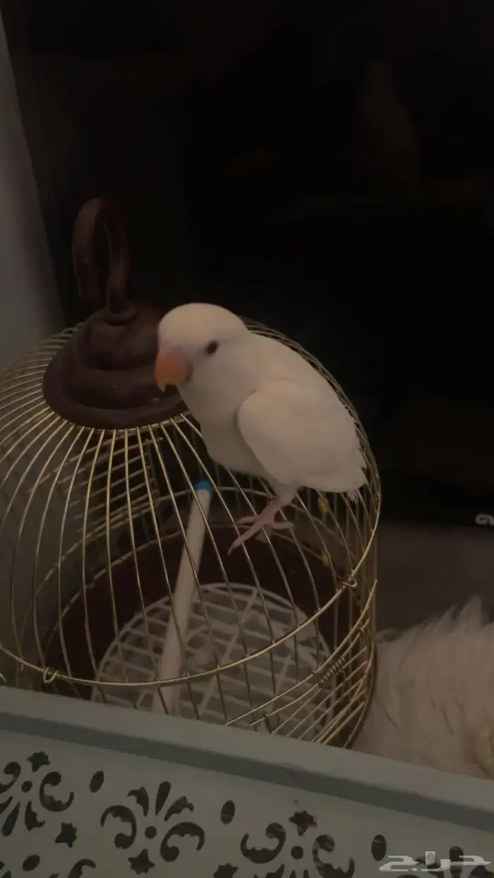 فرخ روز تم البيع 0