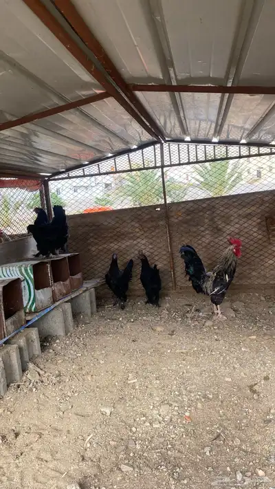 دجاج للبيع 3