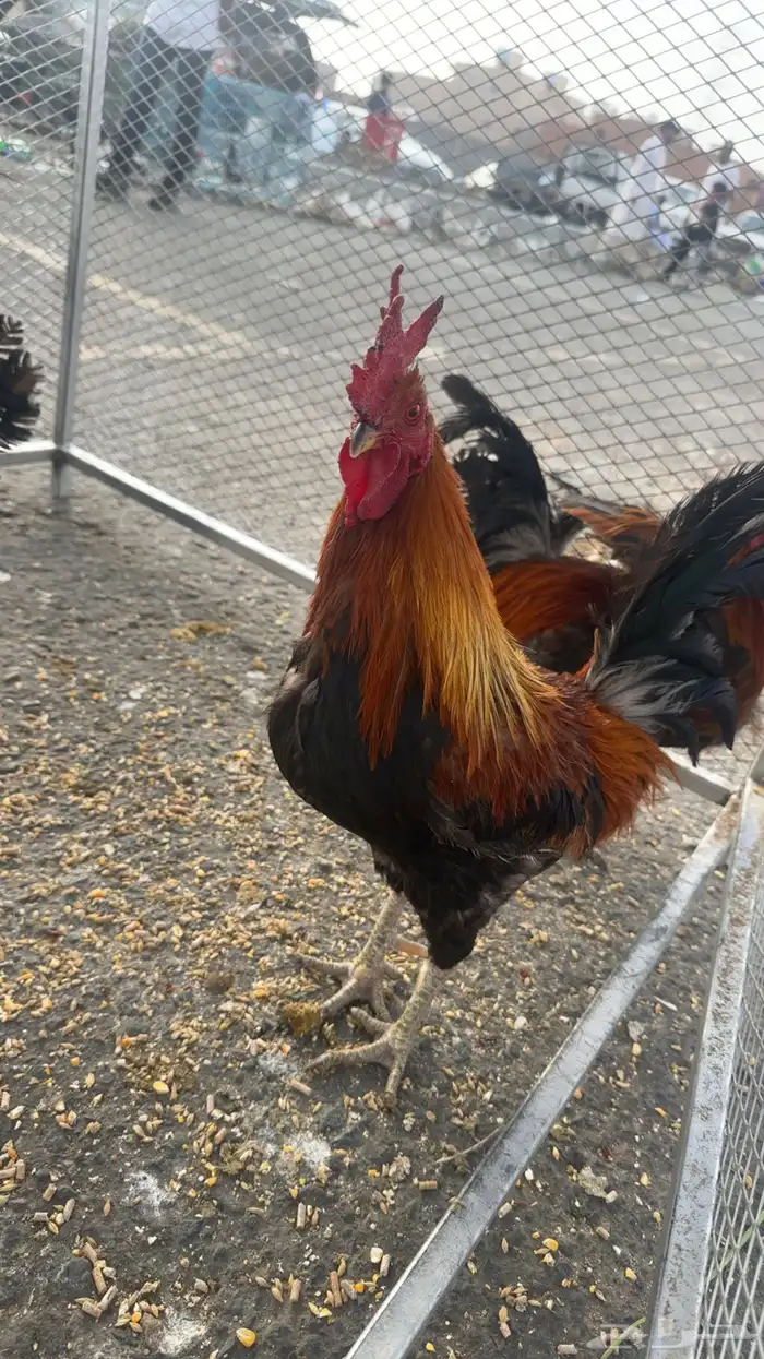 ديك عربي اصيل 0