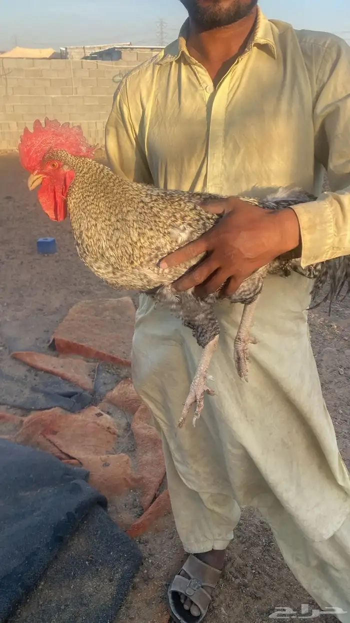 تم البيع تم البيع 0