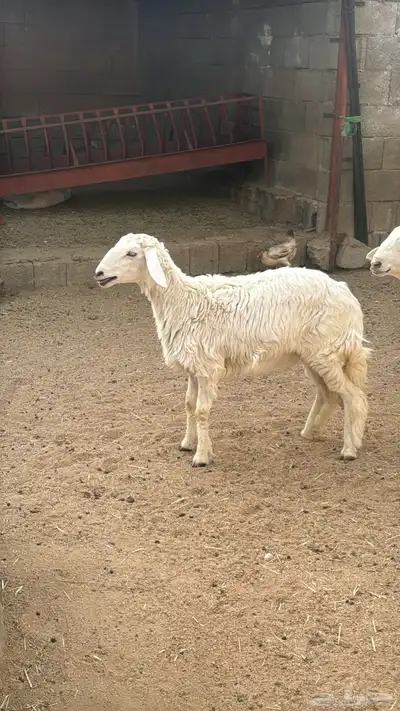 رخل وخروف للبيع 0