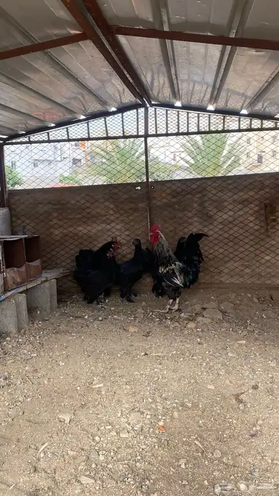 دجاج للبيع 0