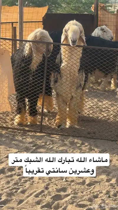أضاحي نجديات جبر ناهي 4