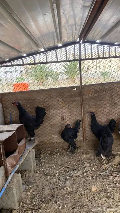 دجاج للبيع 1