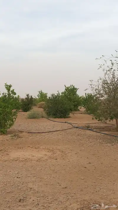 مشروع زراعي حر للبيع 3 رشاشات محورية 4