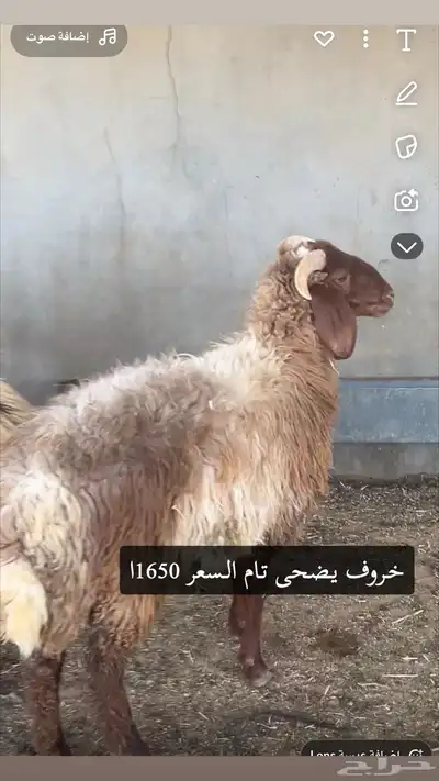 خروف يضحي 0