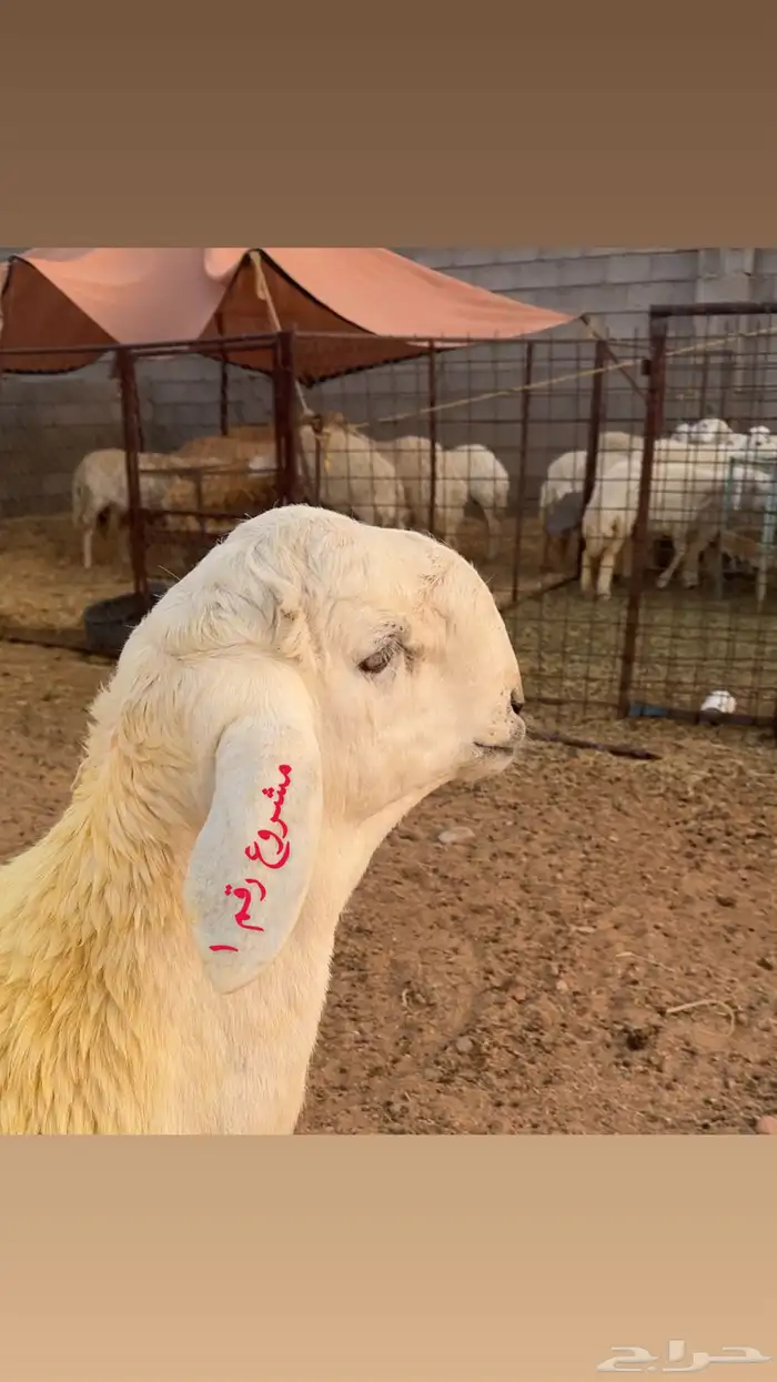 مشاريع حري صنف الصنف فواخر من الاخر 0