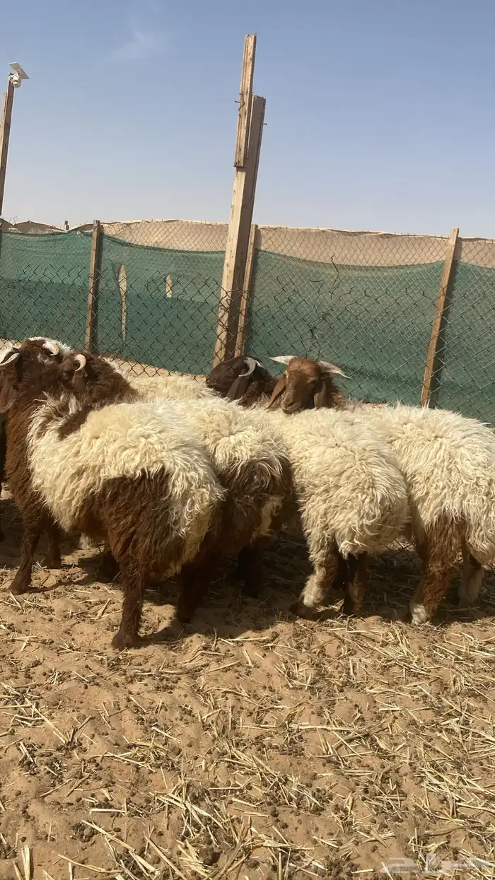 نعيم خرفان ضحياء 1