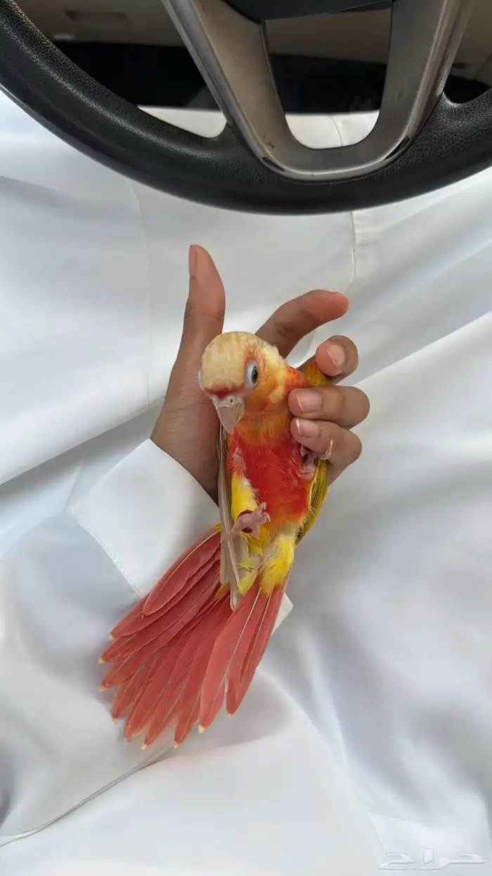 فرخ صن شيك أليف 650 (تم البيع) 6