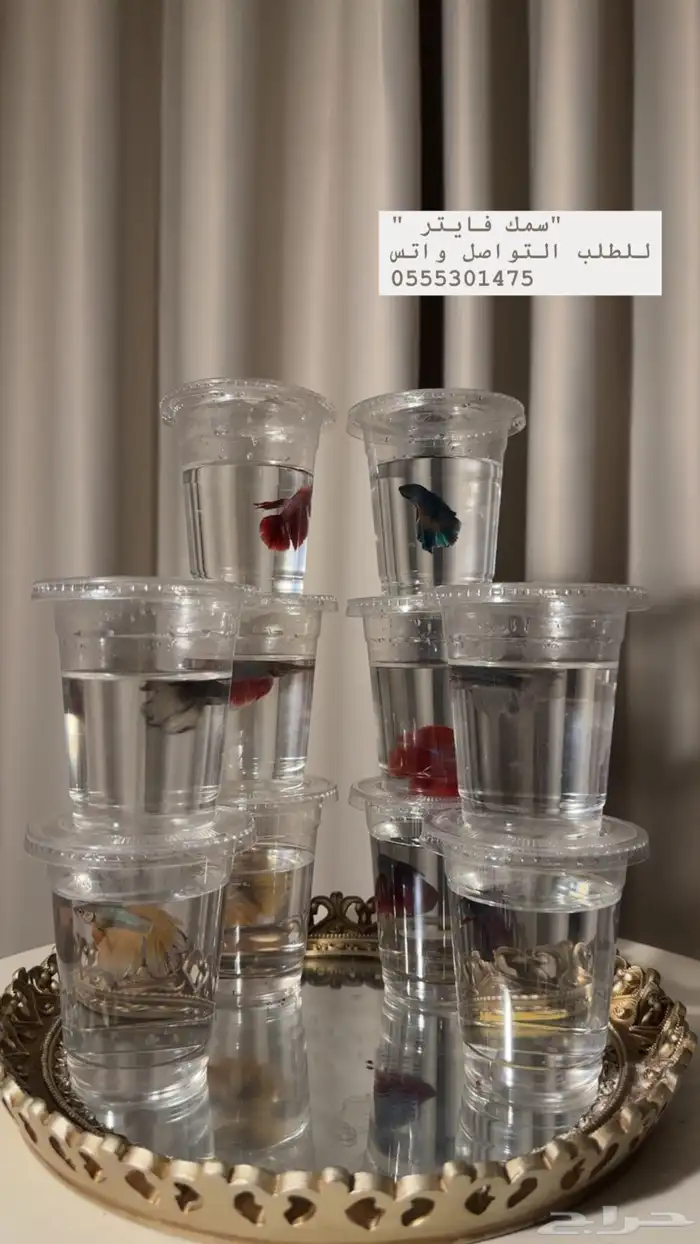 سمك فايتر عدد محدود للطلب الرجاء التواصل واتس موجود بالصوره 2