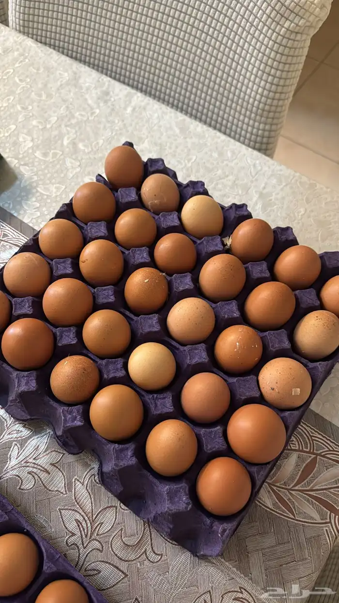 بيض لهمان 3